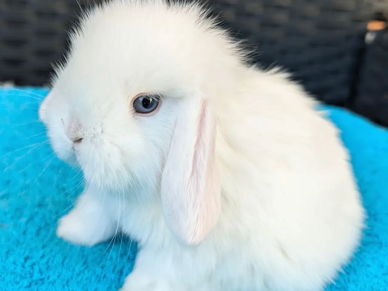 Billede 5 - Minilop kaninunge sælges