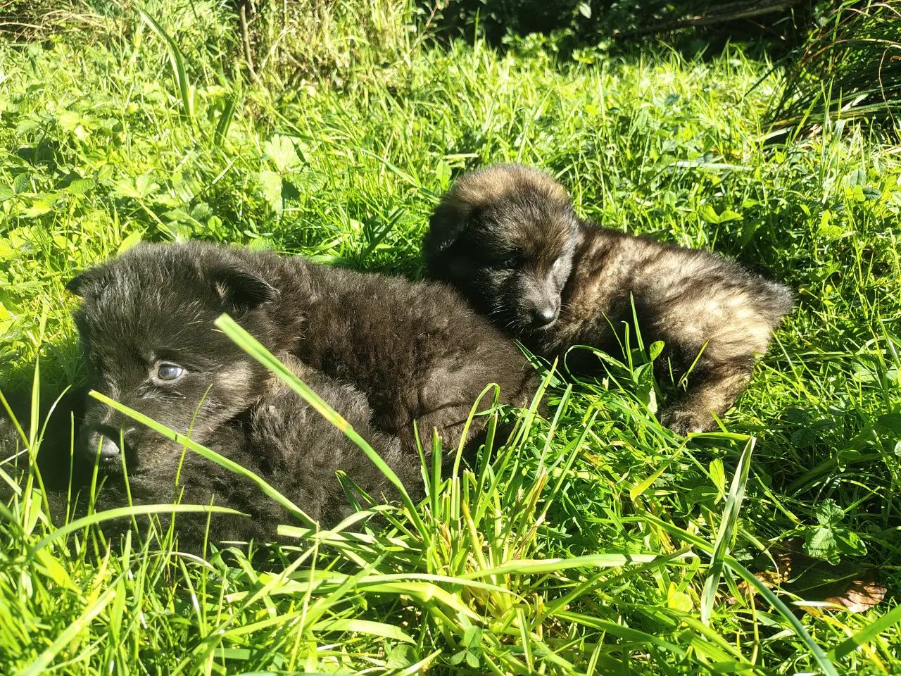 Billede 3 - Finsk lapphund / langhåret schæfer hvalpe
