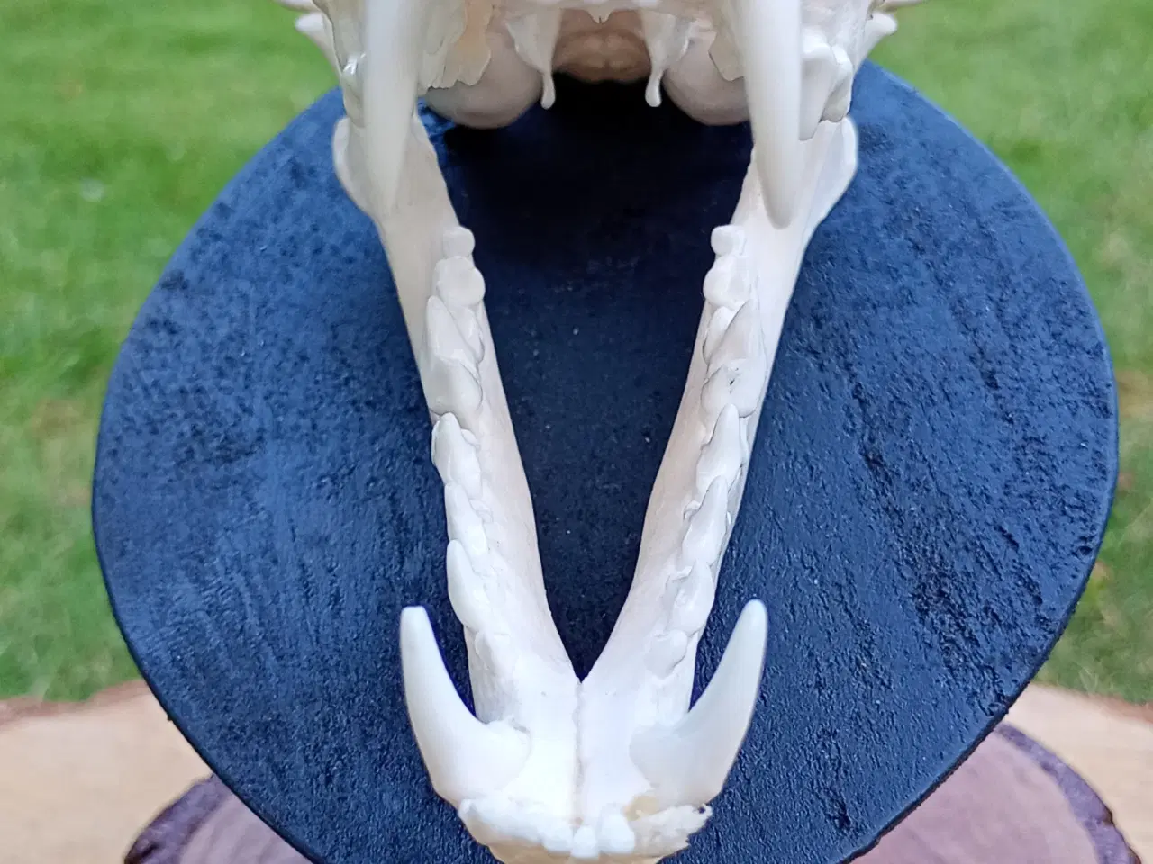 Billede 4 - Ræve kraniet