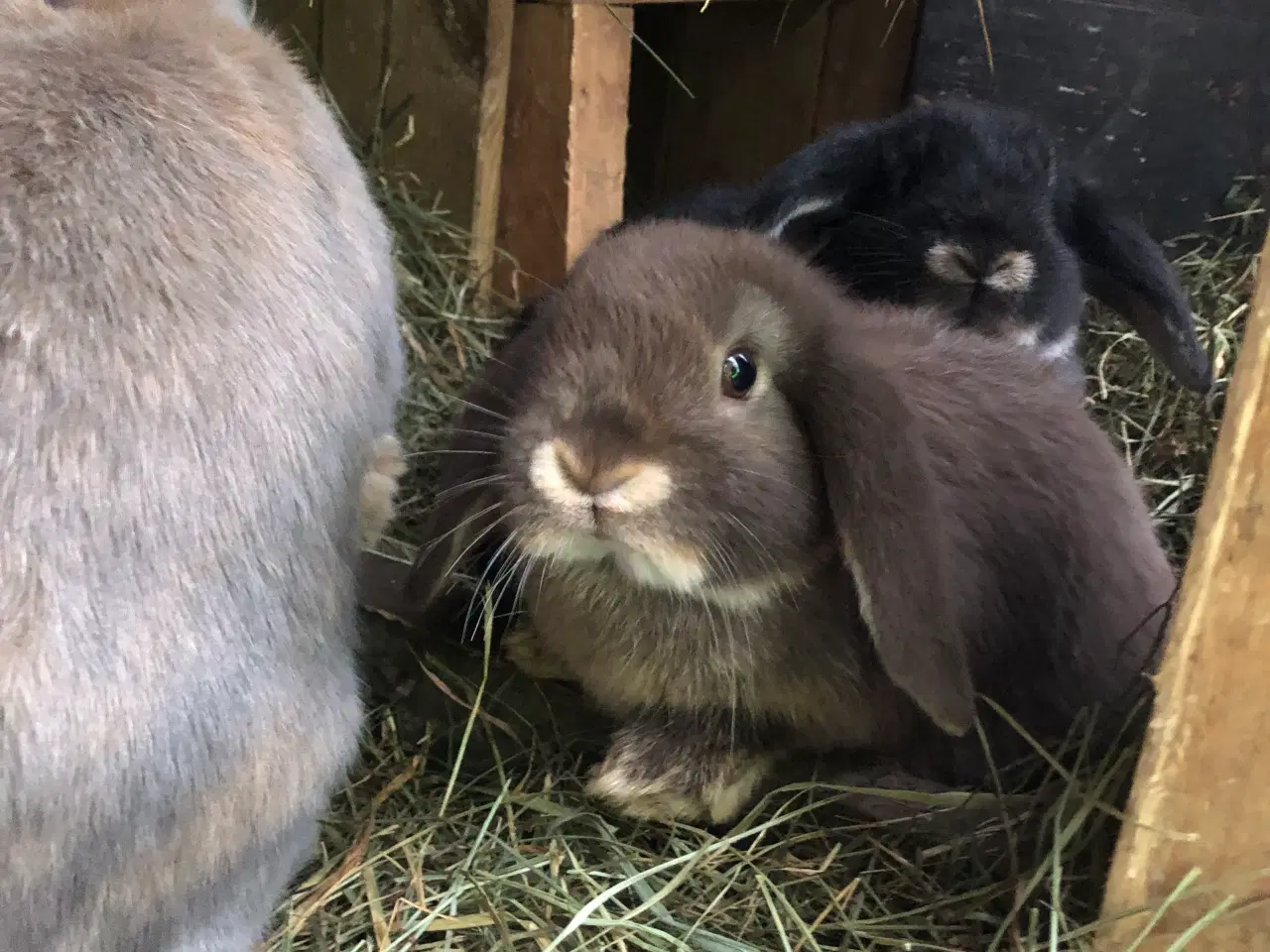 Billede 1 - Dværgvædder kaninunger 8 uger