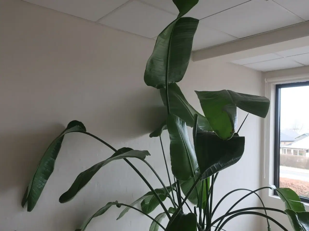 Billede 2 - Plante