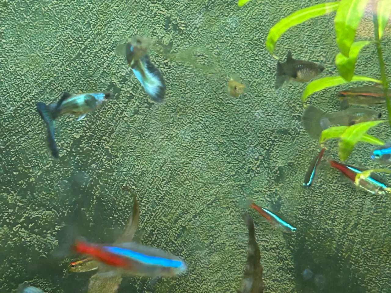 Billede 6 - 🐟🔵 Blue Moscow Guppy Par sælges - Viby J