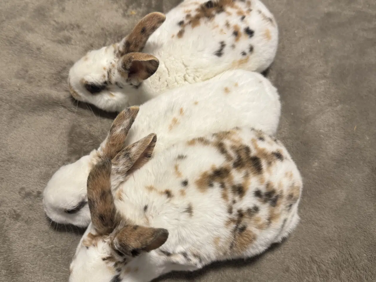 Billede 2 - Rex kanin unger 