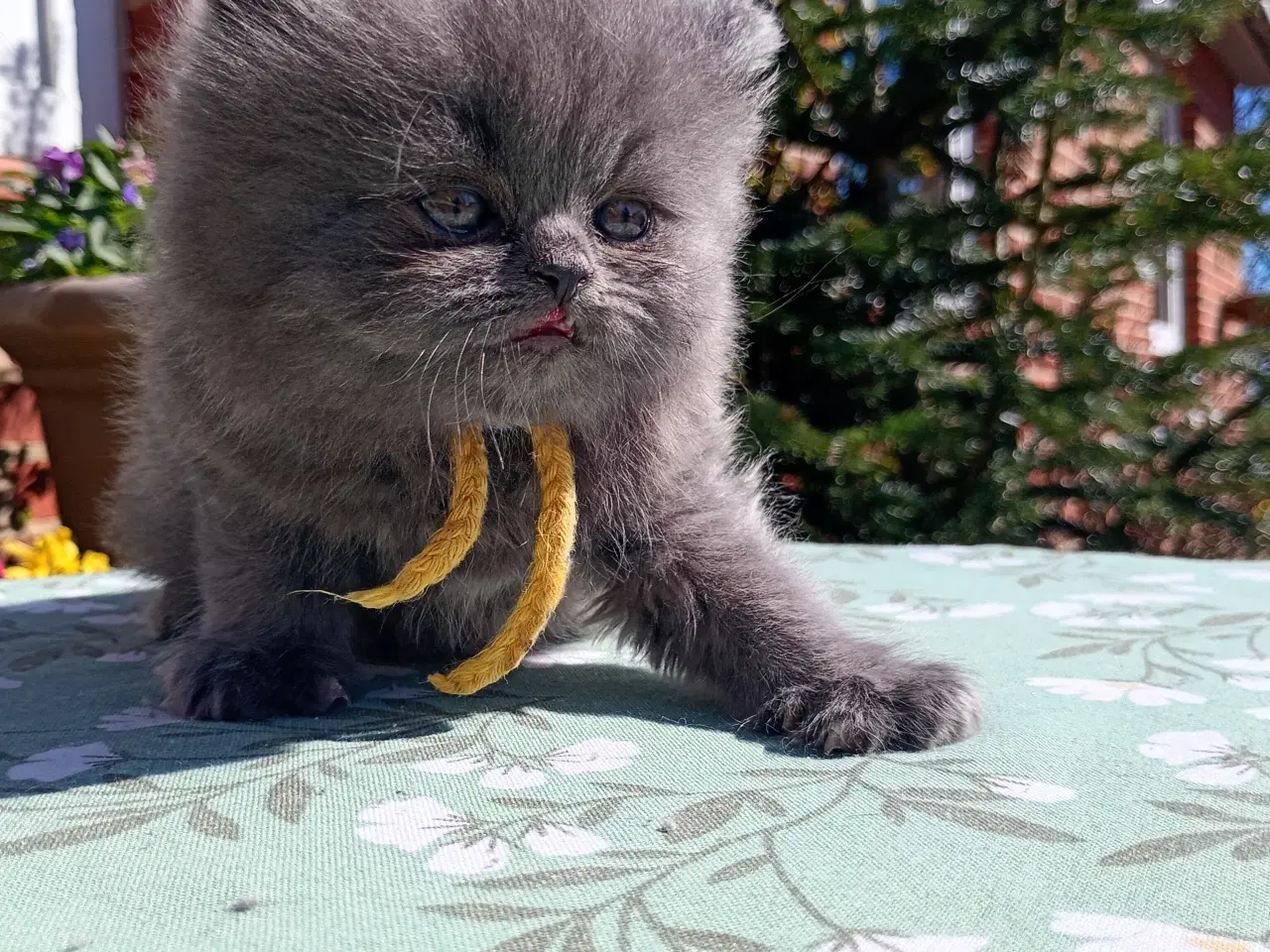 Billede 7 - British Longhair dreng