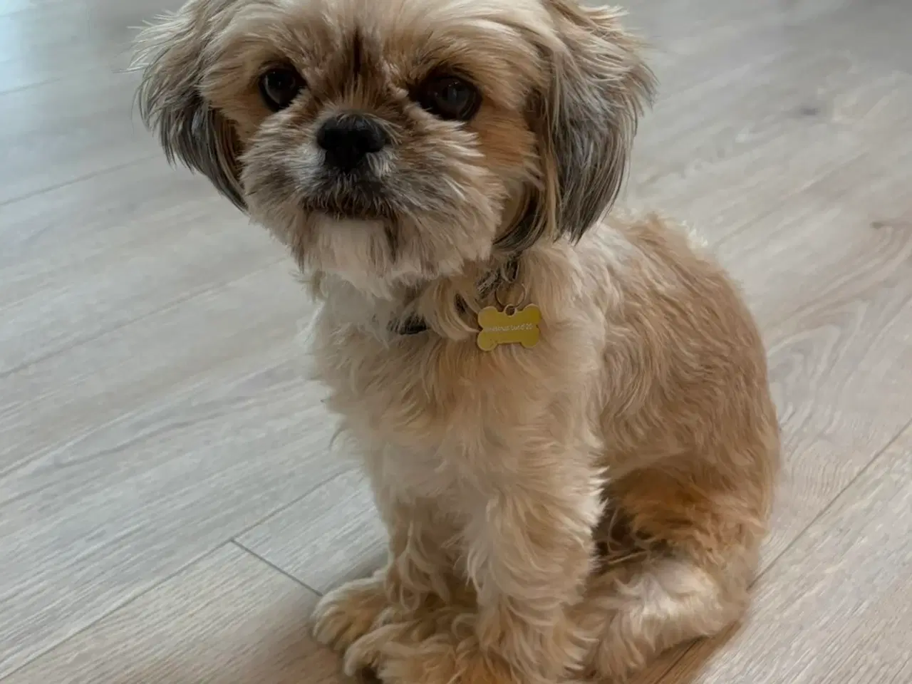 Billede 7 - Havashu-hvalp (Bichon Havanais og Shih Tzu)