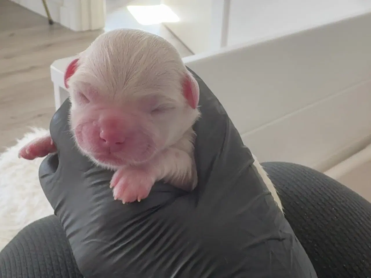 Billede 1 - Coton de tulear