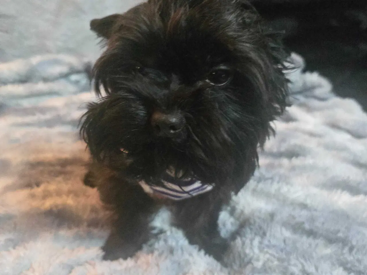 Billede 1 - Yorkshire Terrier 