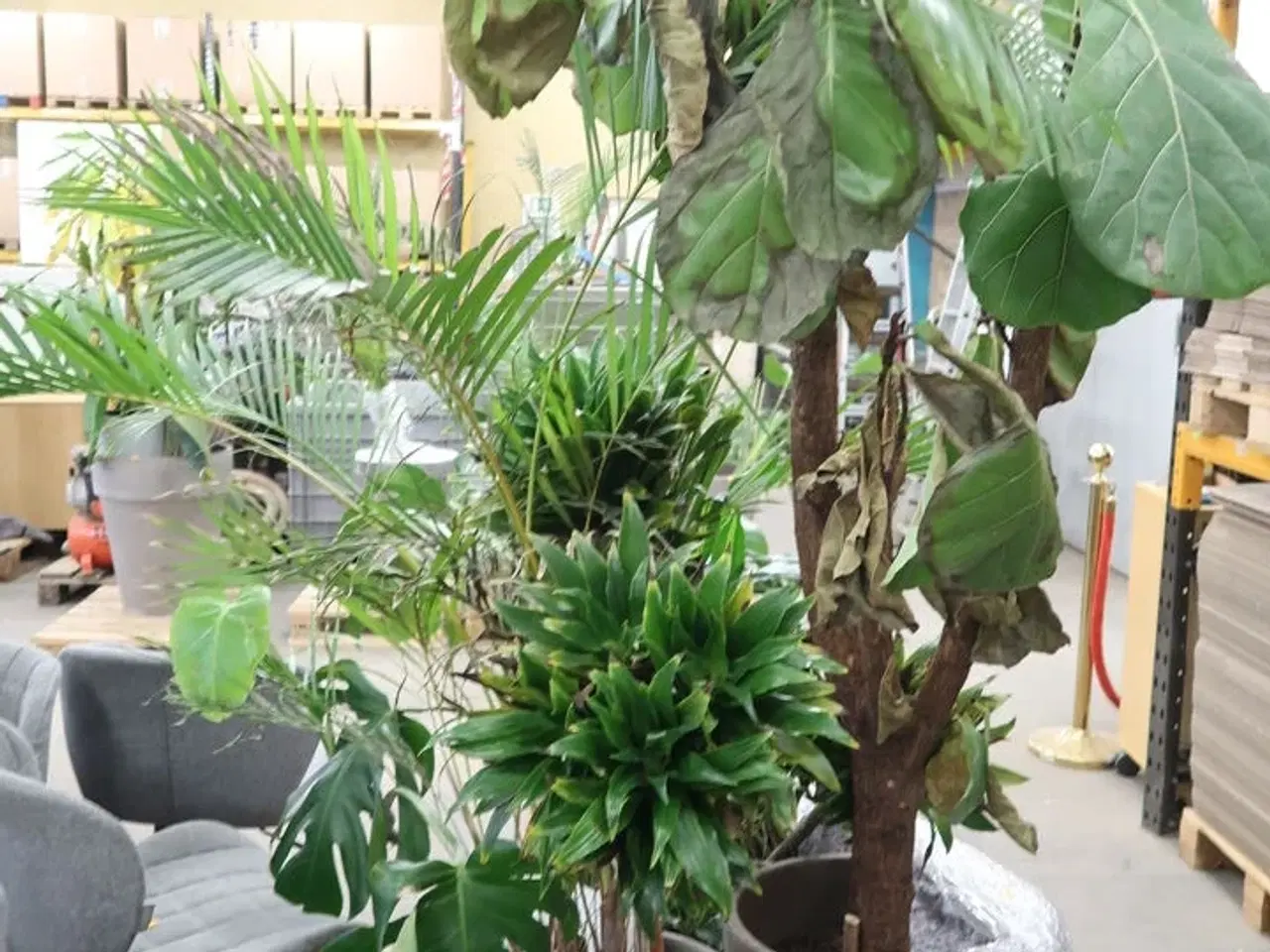 Billede 2 - Div. store planter i krukker