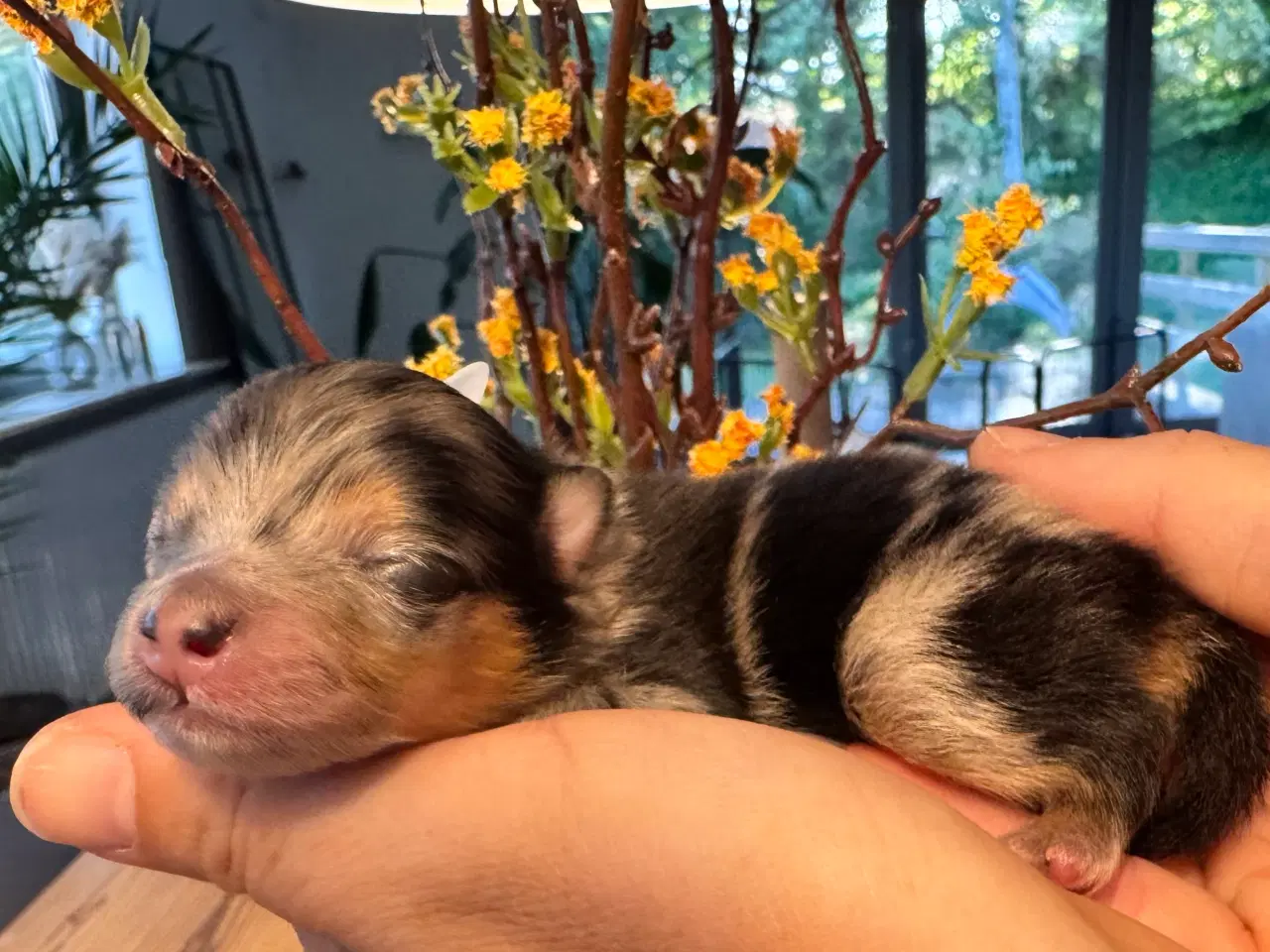 Billede 12 - Pomeranian Merle 