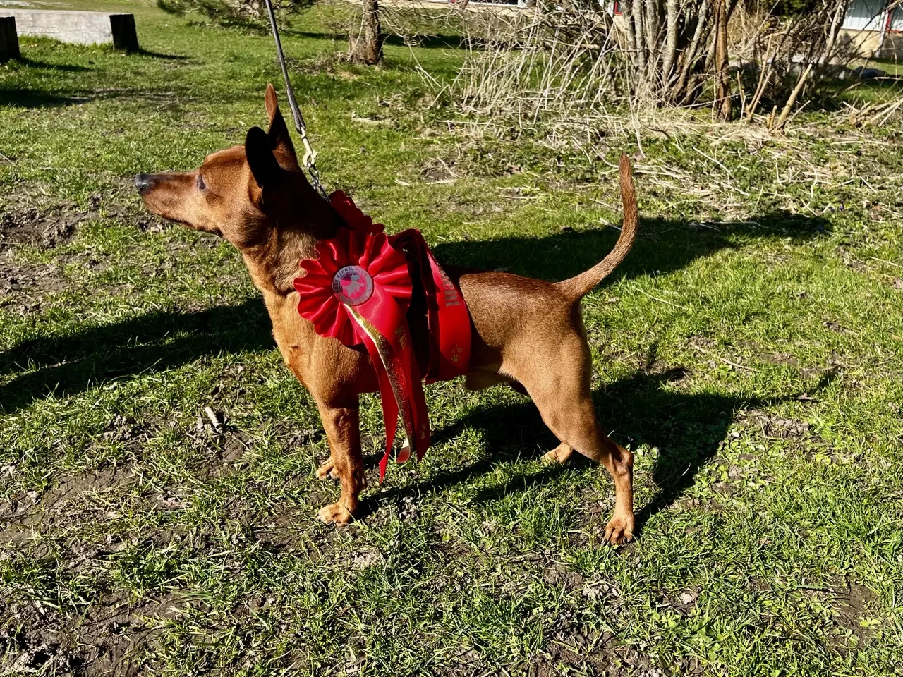 Billede 3 - Smuk Dværg Pinscher han