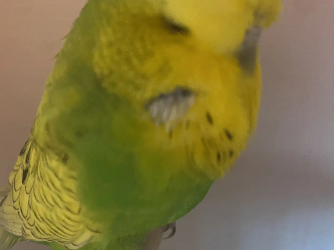 Billede 2 - Flot engelsk undulat