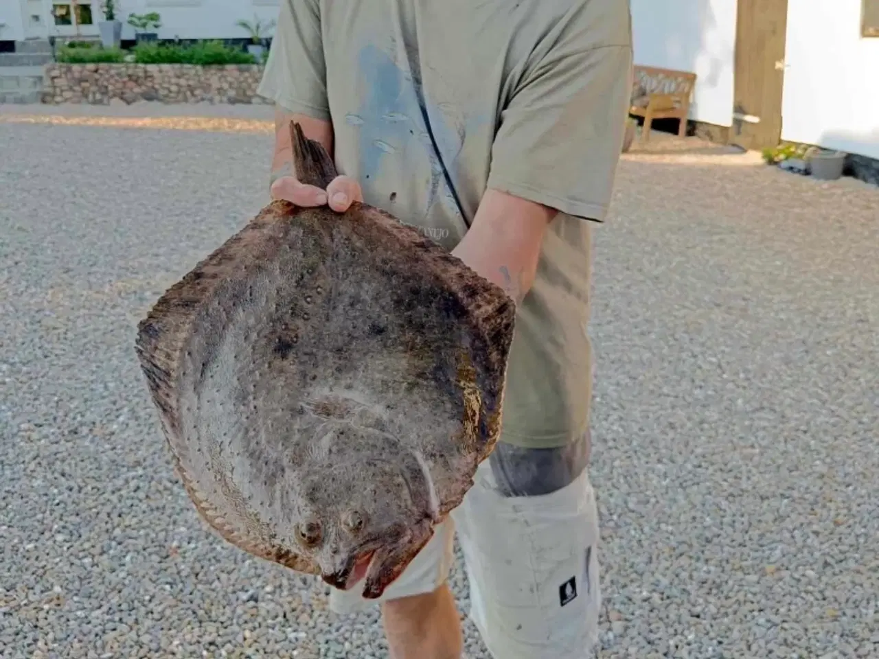 Billede 6 - NYT TILTAG FISKEGARN TIL FLADFISK - PIGHVAR/HUMMER