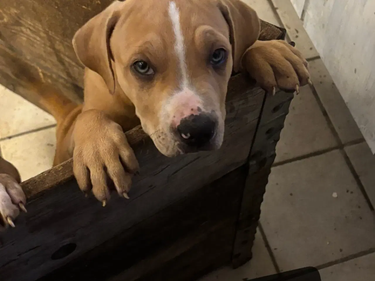 Billede 2 - American Bully XL