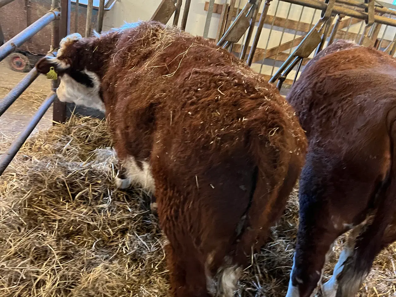 Billede 3 - Hereford tyr
