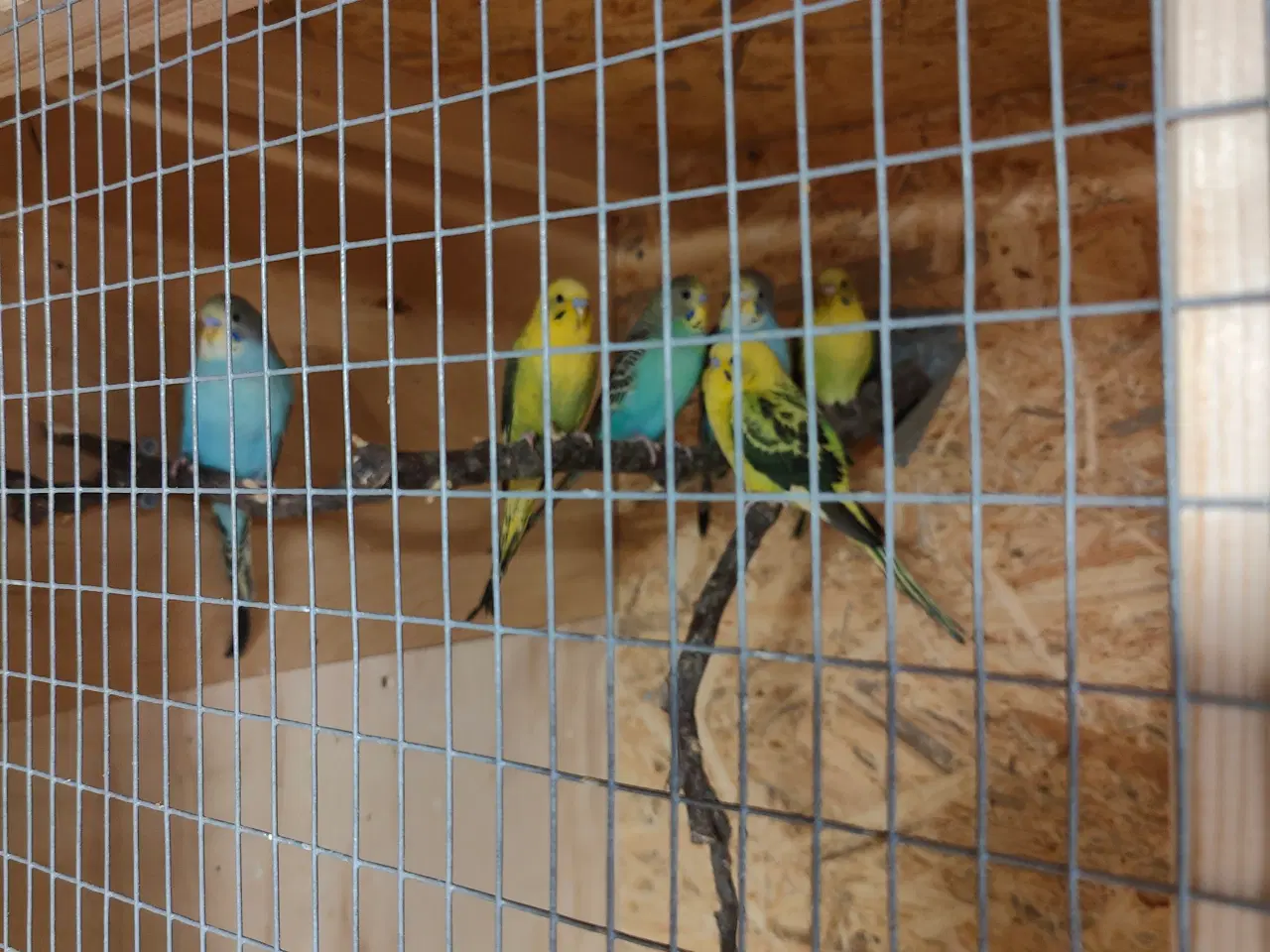 Billede 3 - Undulater til salg.