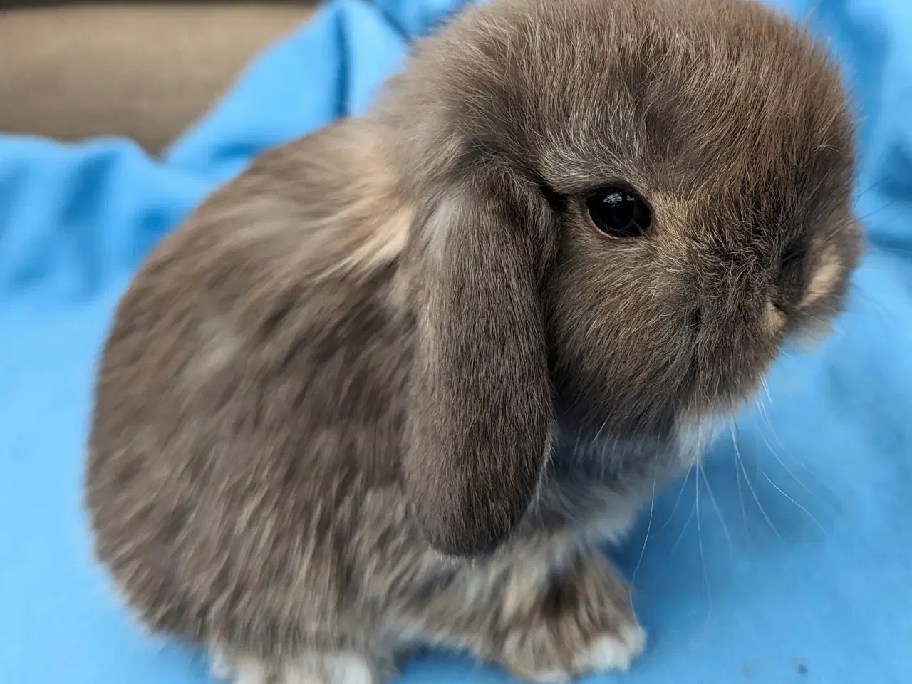 Billede 3 - Minilop kaninunge sælges