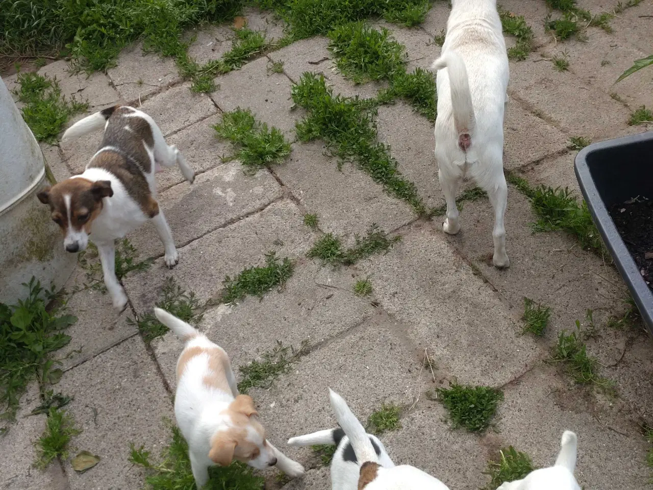 Billede 20 - Dansk/svensk gårdhunde hvalpe