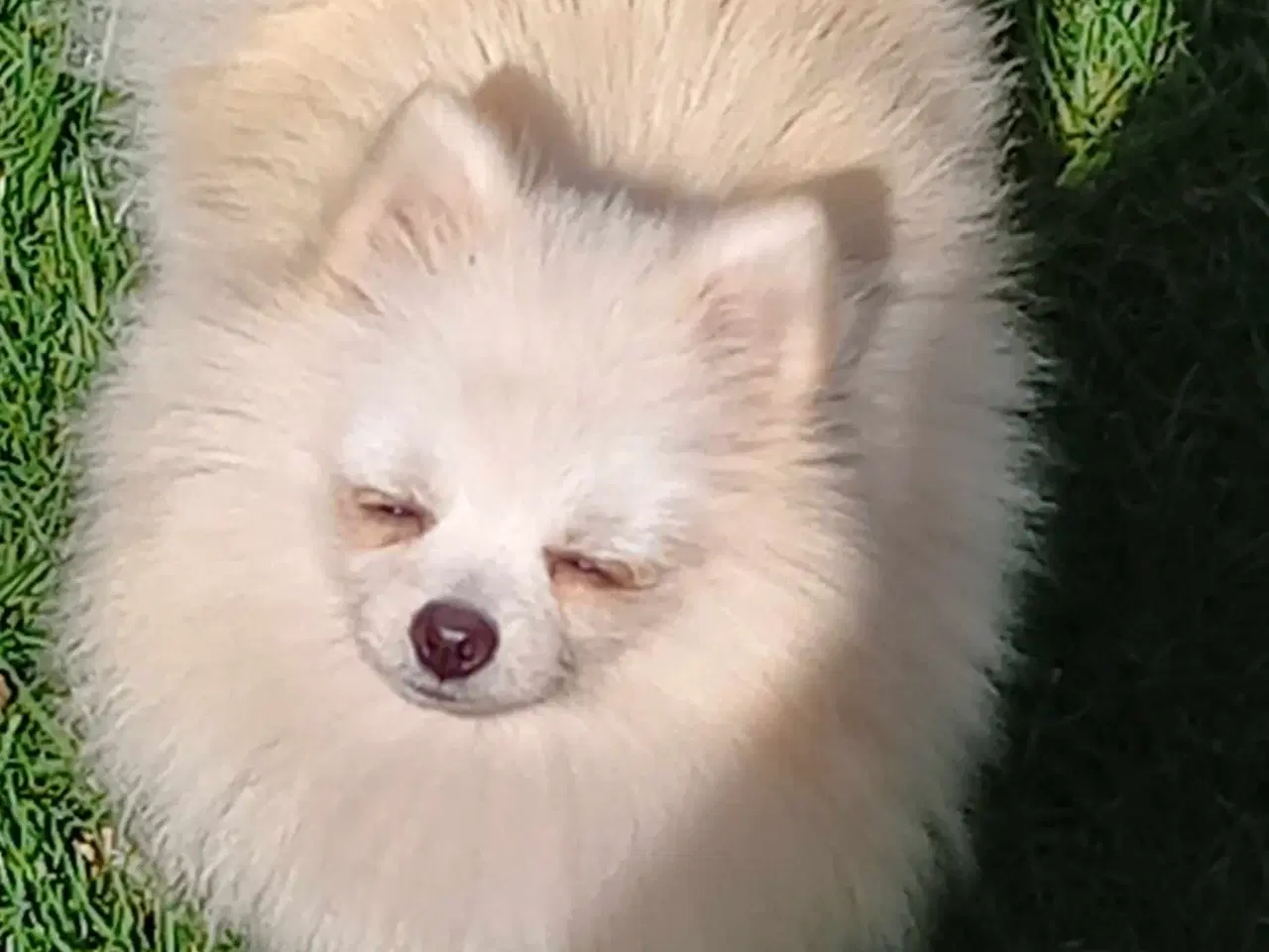 Billede 10 - Smuk Pomeranian dreng