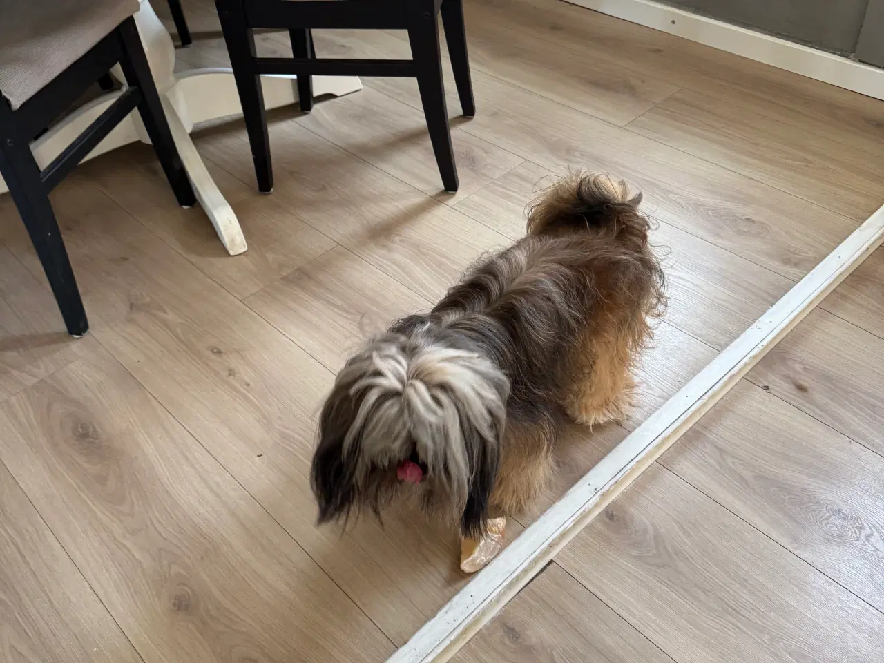 Billede 6 - Lhasa apso han 