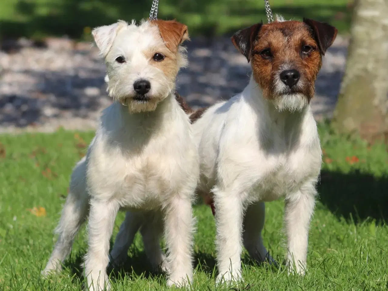 Billede 5 - Parson Jack Russell Terrier (Hvalpe 10 uger gamle)