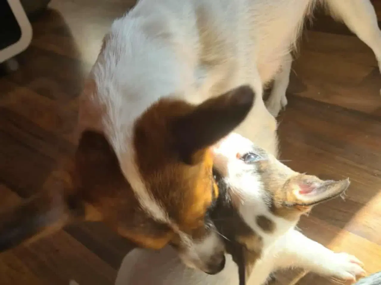 Billede 4 - Blandings hund sælges