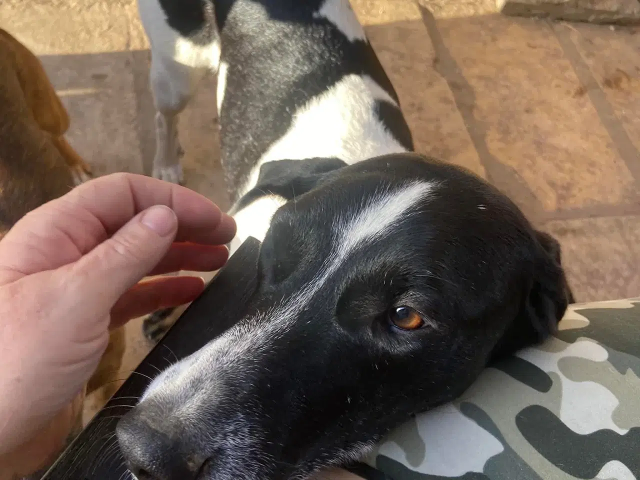 Billede 16 - Wilma til adoption! 🩷