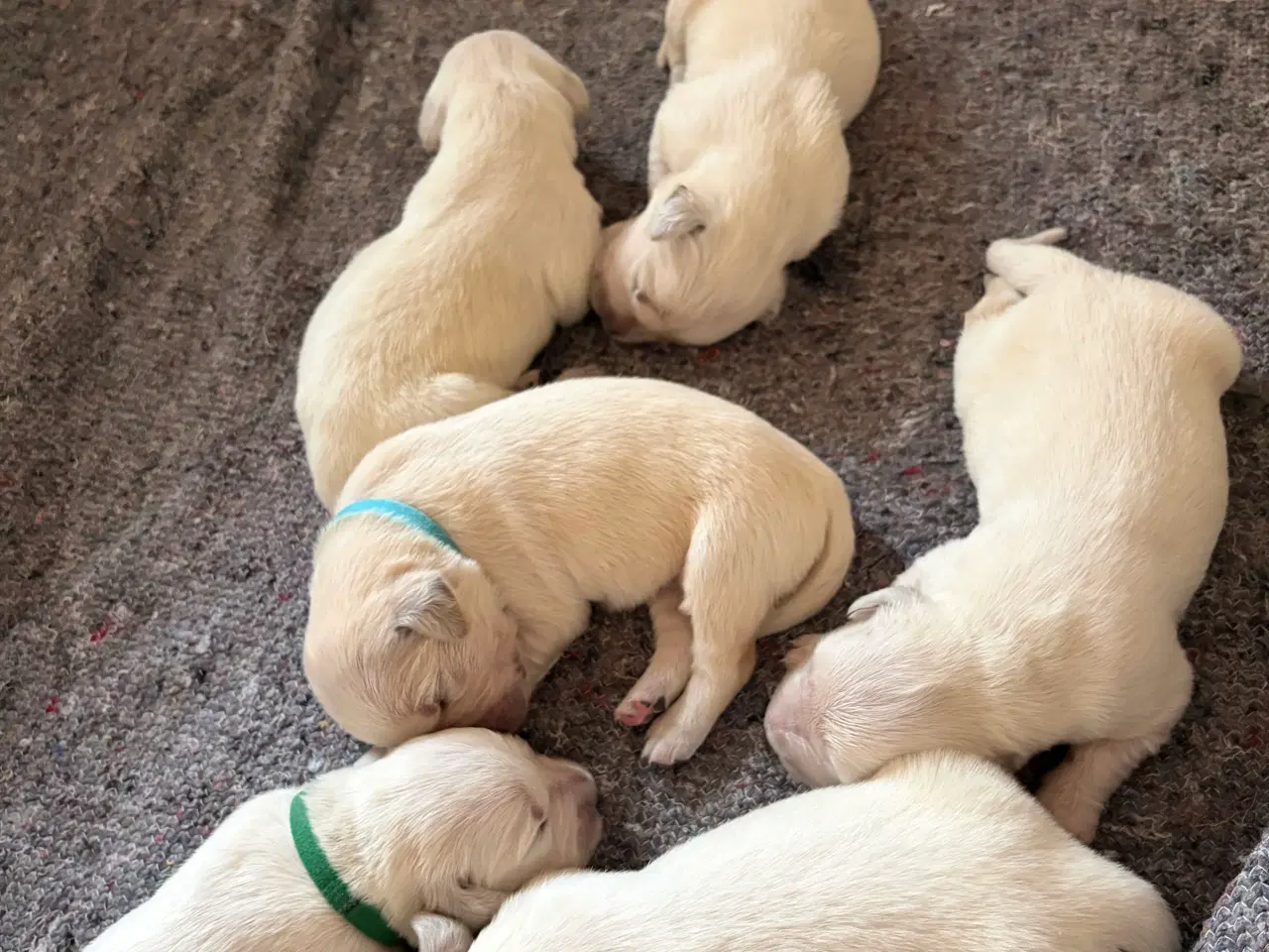 Billede 5 - Golden Retriever hvalpe