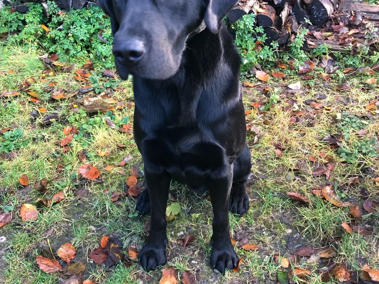 Billede 6 - Labrador hvalpe 