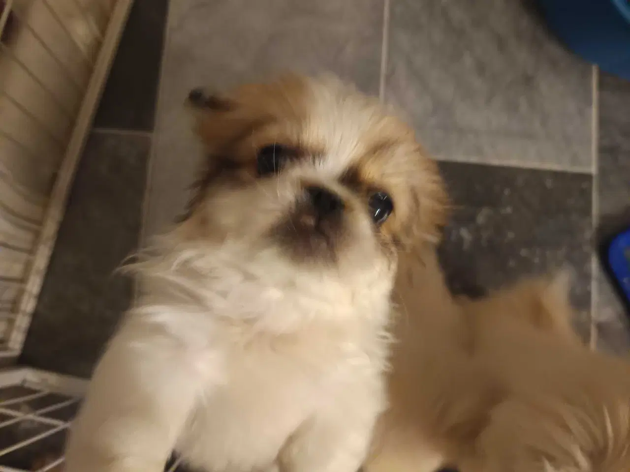 Billede 6 - Lækker hvapse 