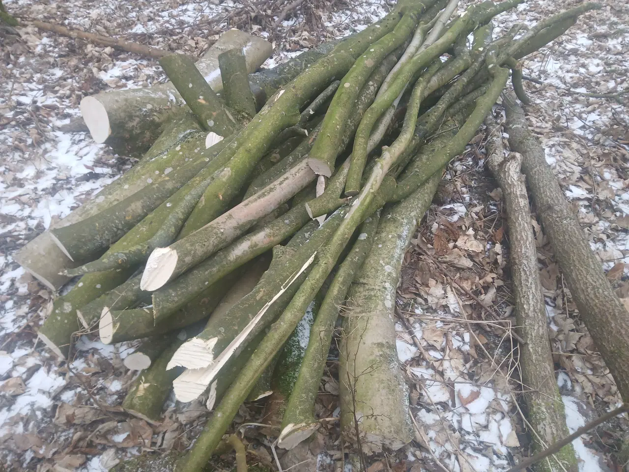 Billede 14 - Ahorntræ fældet og parteret i stamme og grene