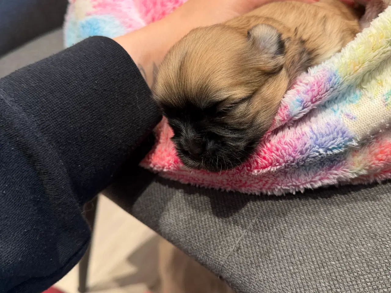 Billede 3 - Boomer hvalpe søger nye madskåle d 3 juli❤️