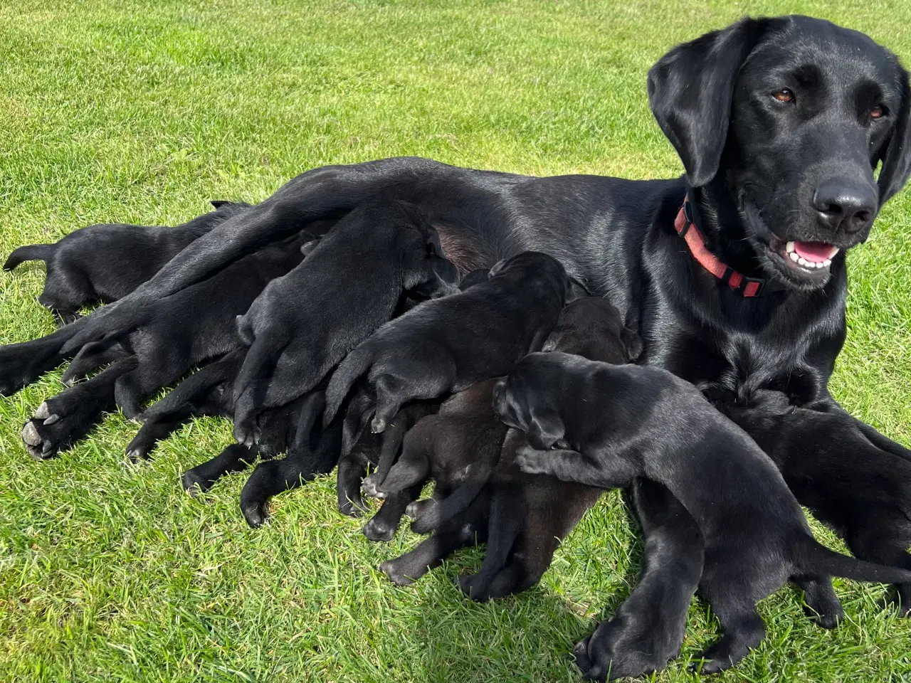 Billede 1 - Labrador hvalpe