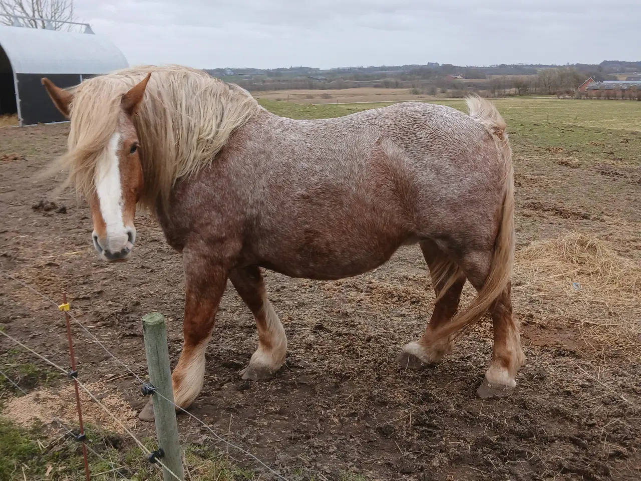 Billede 1 - Ifolet ardenner hoppe