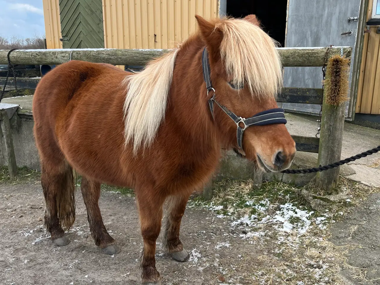 Billede 8 - Islandske heste reserveret 