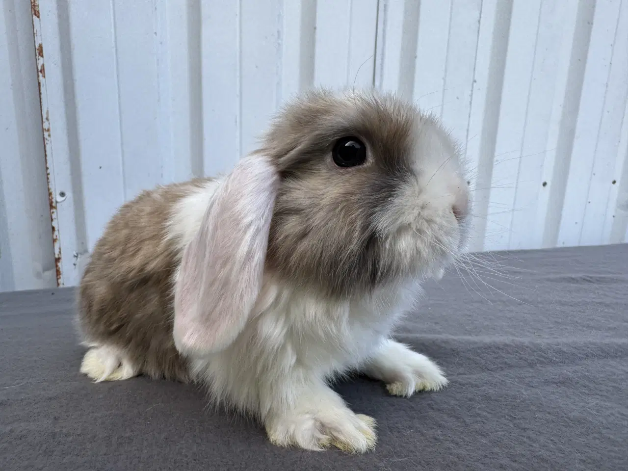 Billede 4 - Dværgvædder/Mini lop hunkanin 