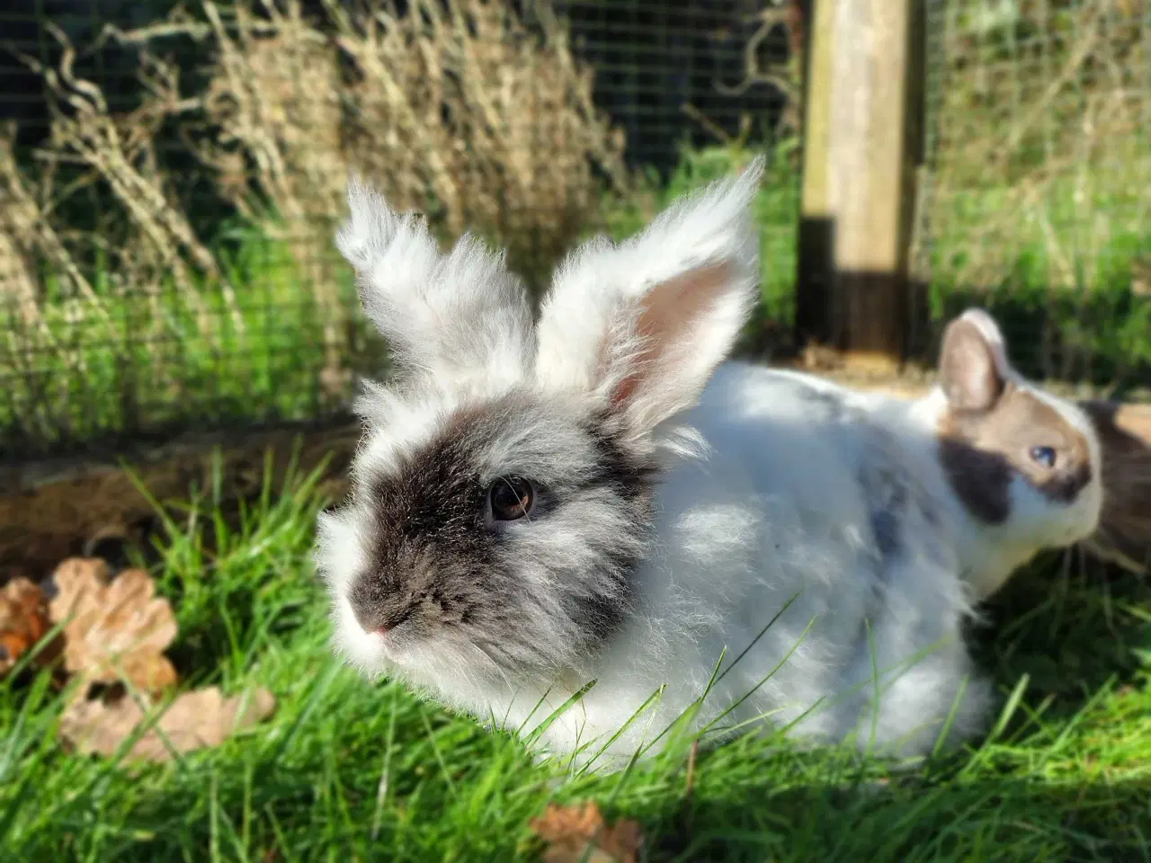 Billede 3 - 🐰Se Her🐰