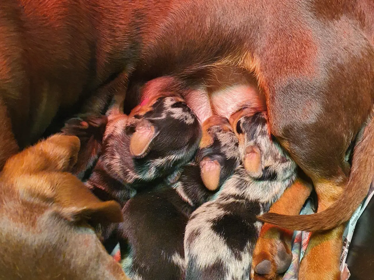 Billede 7 - Gravhunde Dværg  hvalpe korthåret unik blå merle