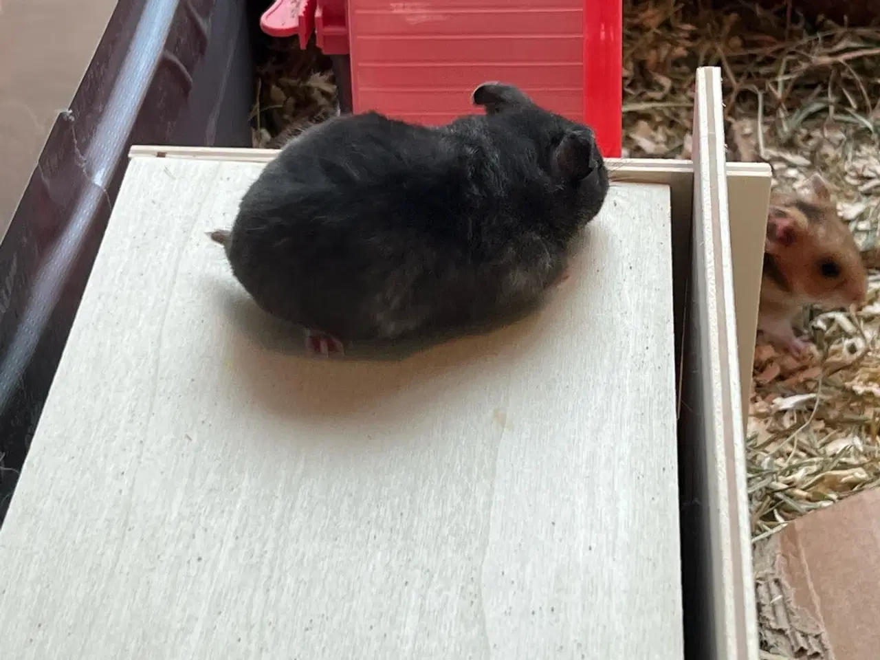 Billede 5 - Sibiriske guldhamster unger