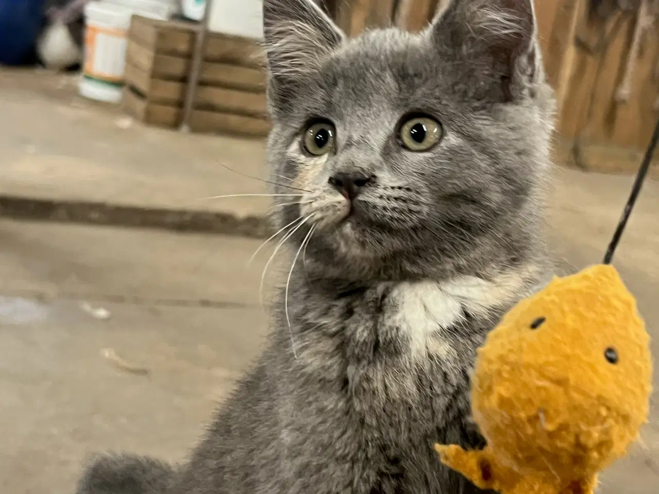 Billede 2 - Whiskas killinger