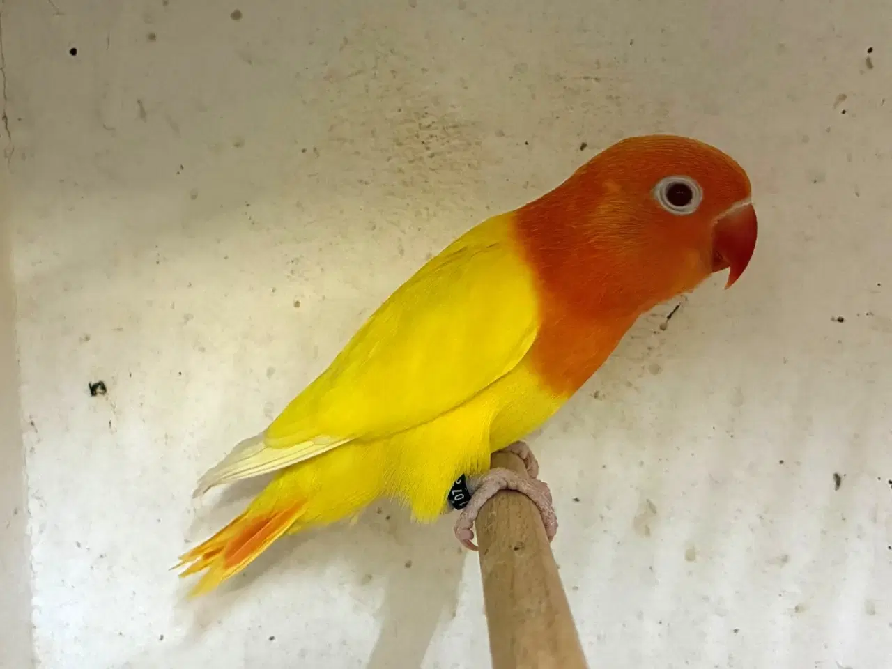 Billede 1 - Rødhovedet Dværgpapegøje