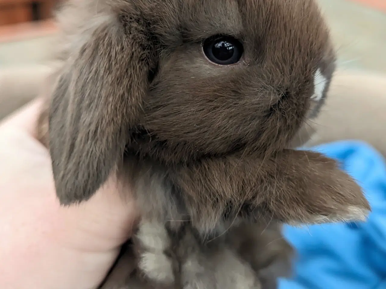 Billede 9 - Minilop kaninunge sælges