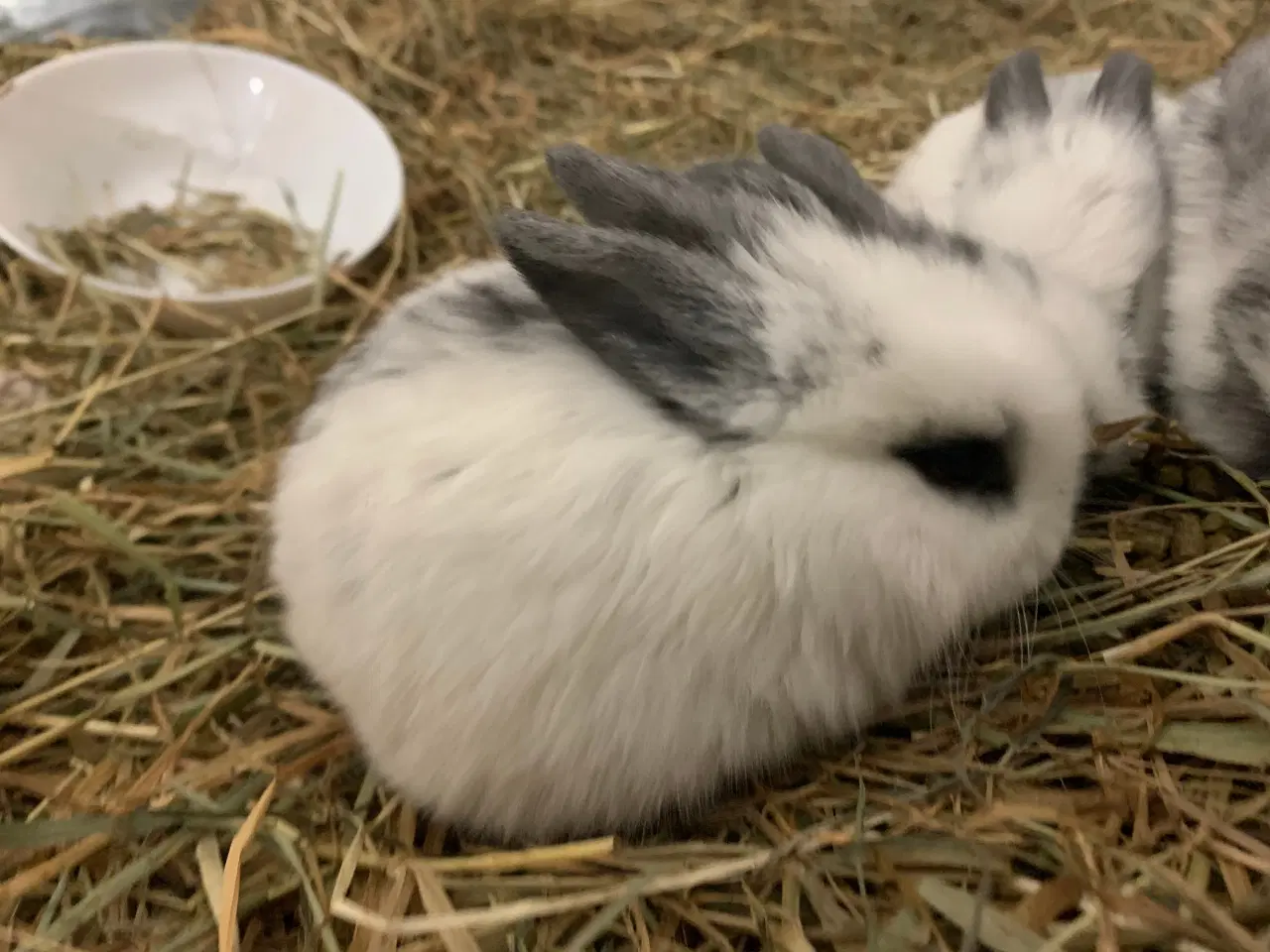 Billede 1 - Sødeste små dværg kaniner