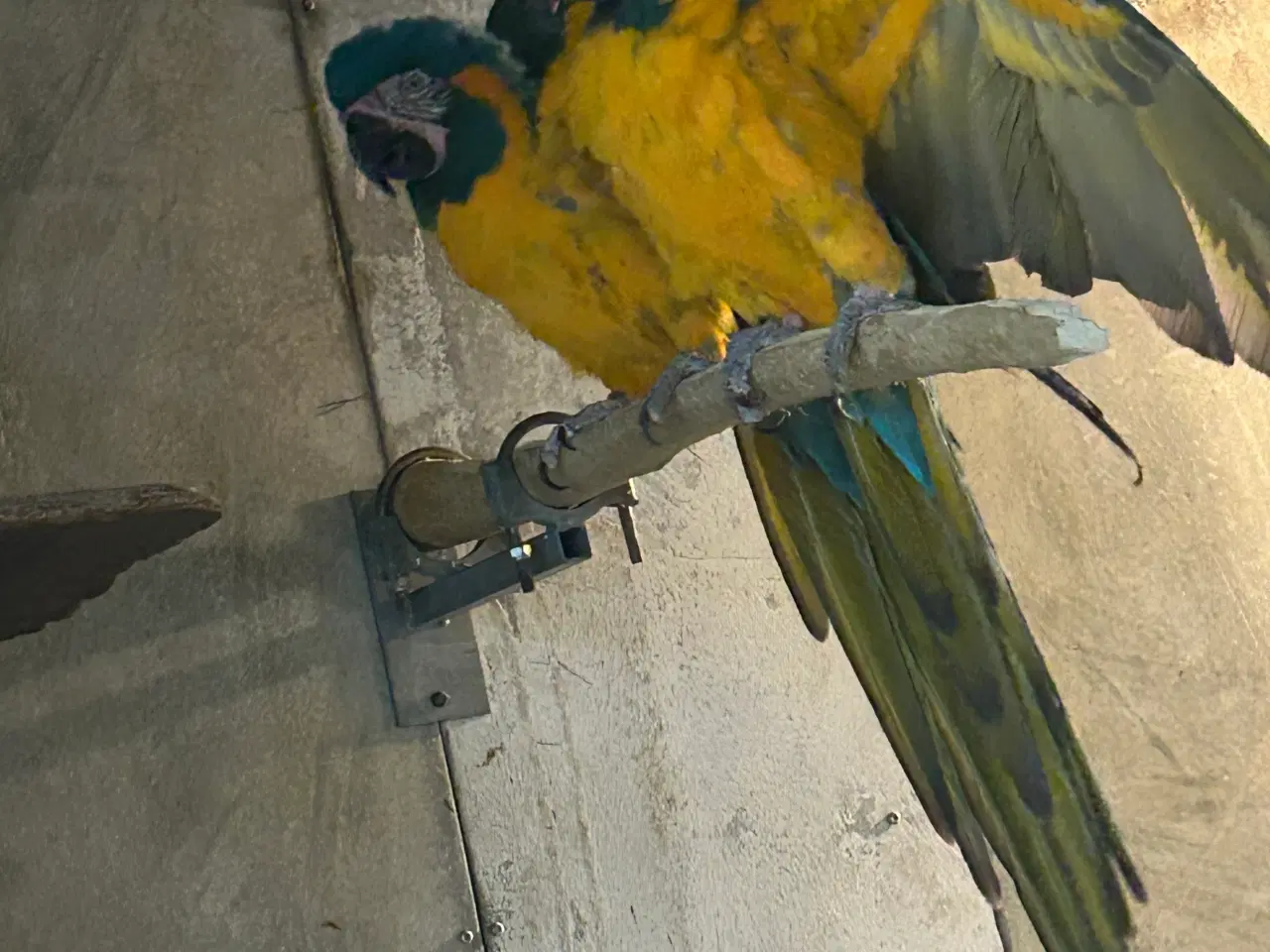 Billede 1 - Voksne par Caninde ara