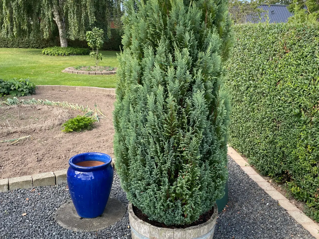 Billede 1 - Thuja i whiskytønde