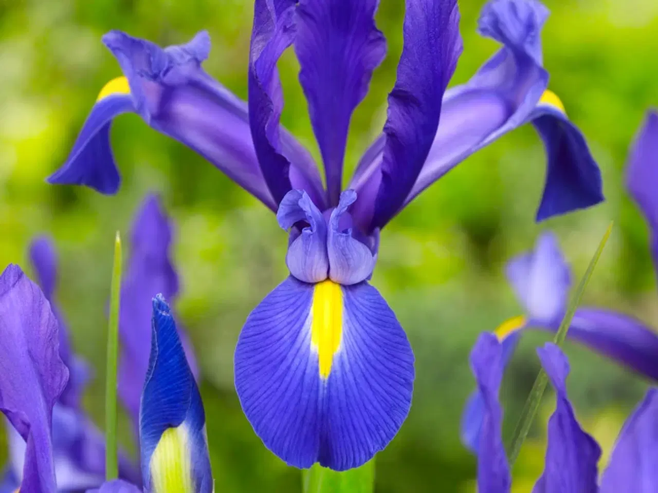 Billede 1 - Iris Hollandica løg fra 1,25 kr/stk.- Flere farver
