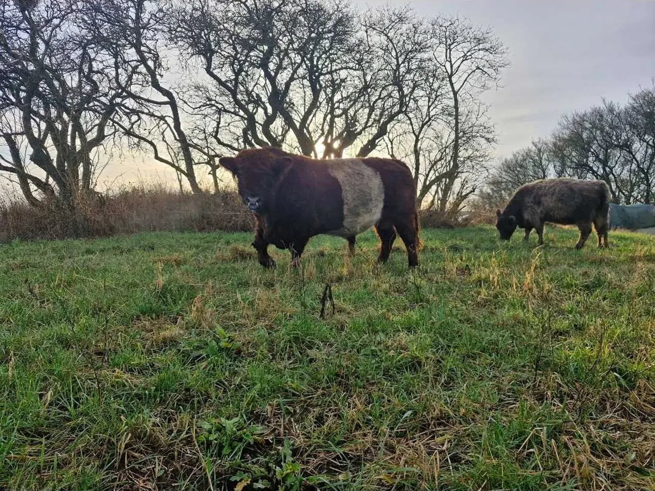 Billede 2 - Galloway avls tyr 