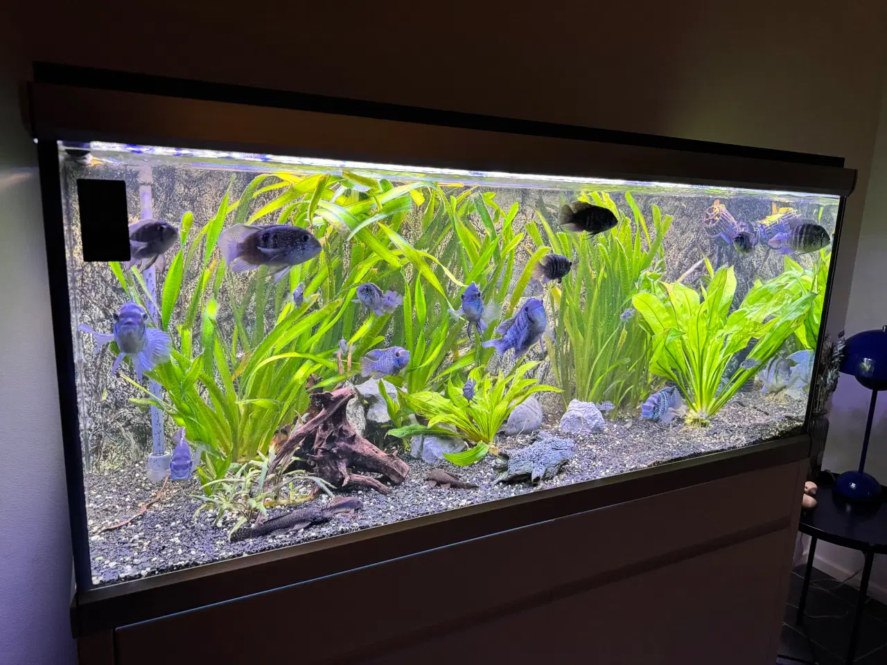 Billede 3 - Akvastabil Move Akvarium 360 liter sælges