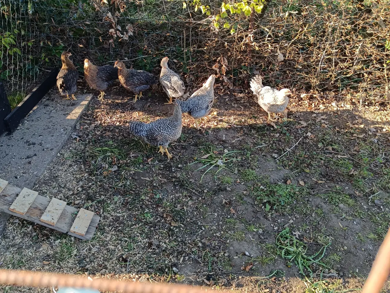 Billede 1 - Biefelder 