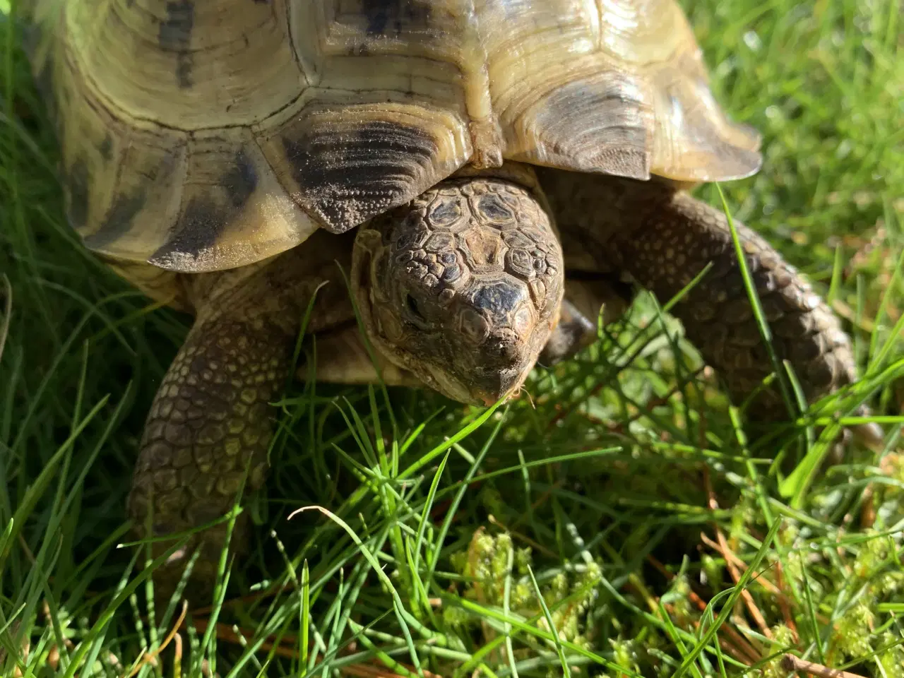 Billede 10 - Russiske landskildpadder der savner nyt godt hjem