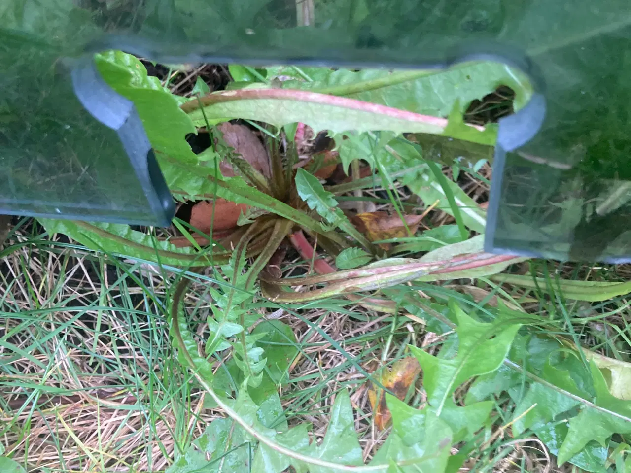 Billede 2 - glasdør til bad ,mørktonet